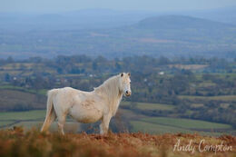 A Hergest Ridge pony, Herefordshire behind.