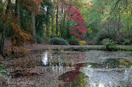 Autumn in Park Wood