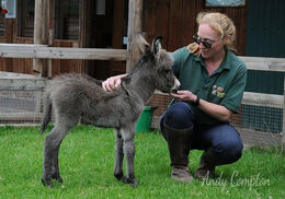 Small Breeds Farm Park and Owl Centre