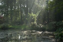 Summertime in Park Wood