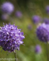 Devils Bit Scabious