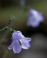 Harebell