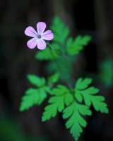 Herb Robert