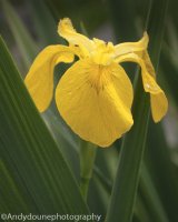 Flag Iris