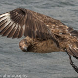 Great Skua