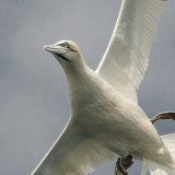 Gannet
