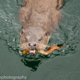 Otter with butterfish