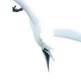 Gannet