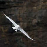 Kittiwake
