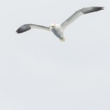 Gannet 2
