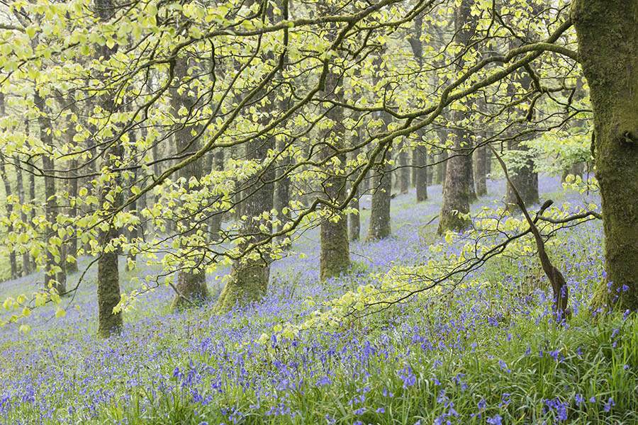 Spring In Burrow Wood