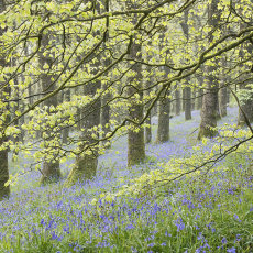Spring In Burrow Wood