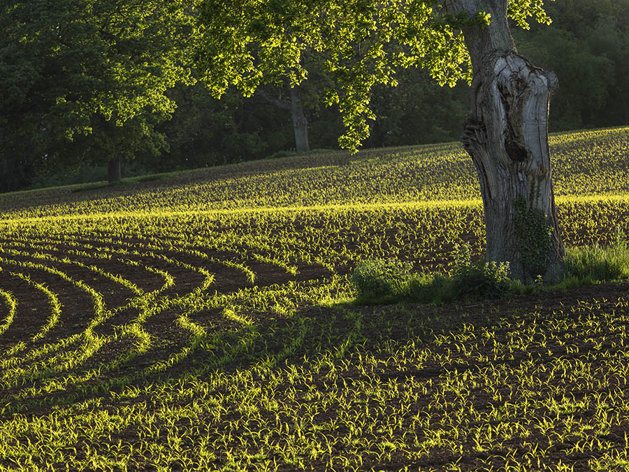 Evening Light On A Crop Field