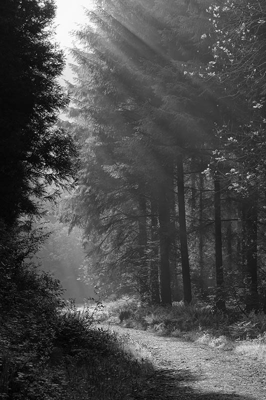 The Walk Home