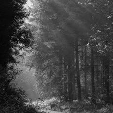 The Walk Home