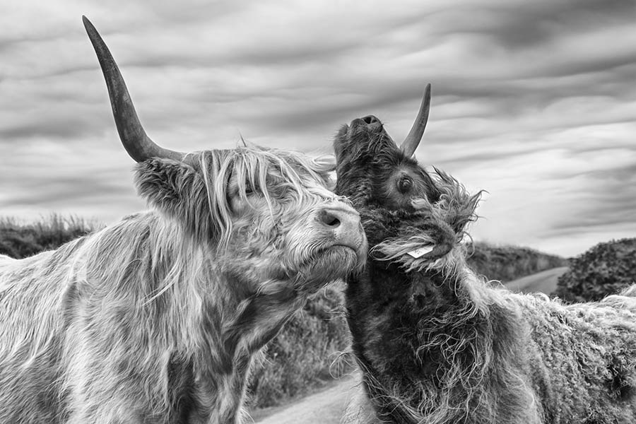 Mother And Calf