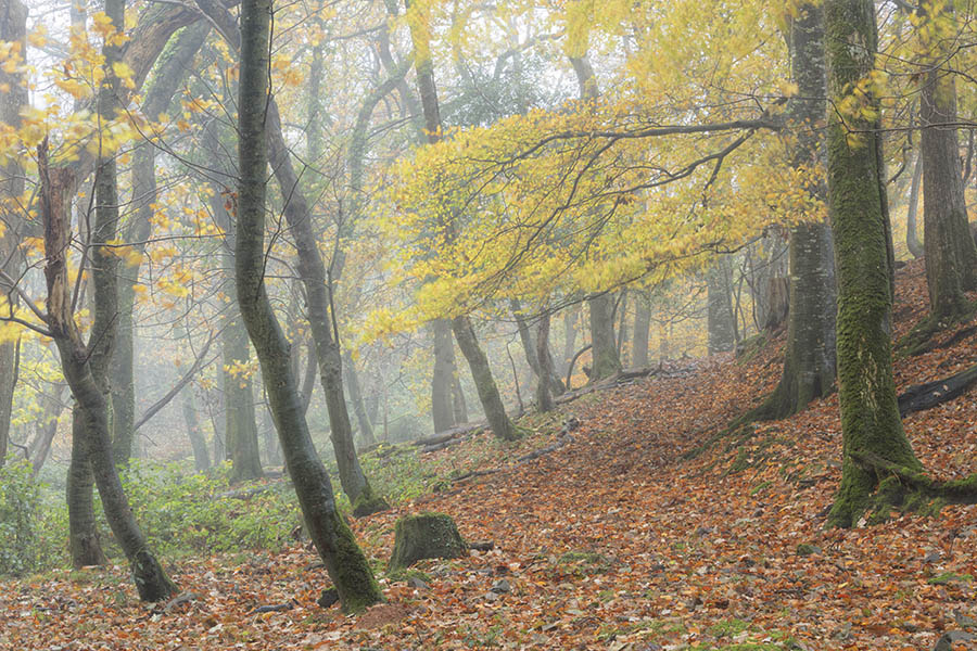 Misty Morning Hartland Vale.