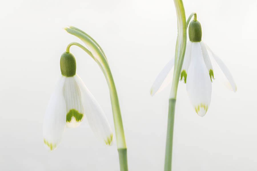 Snowdrops