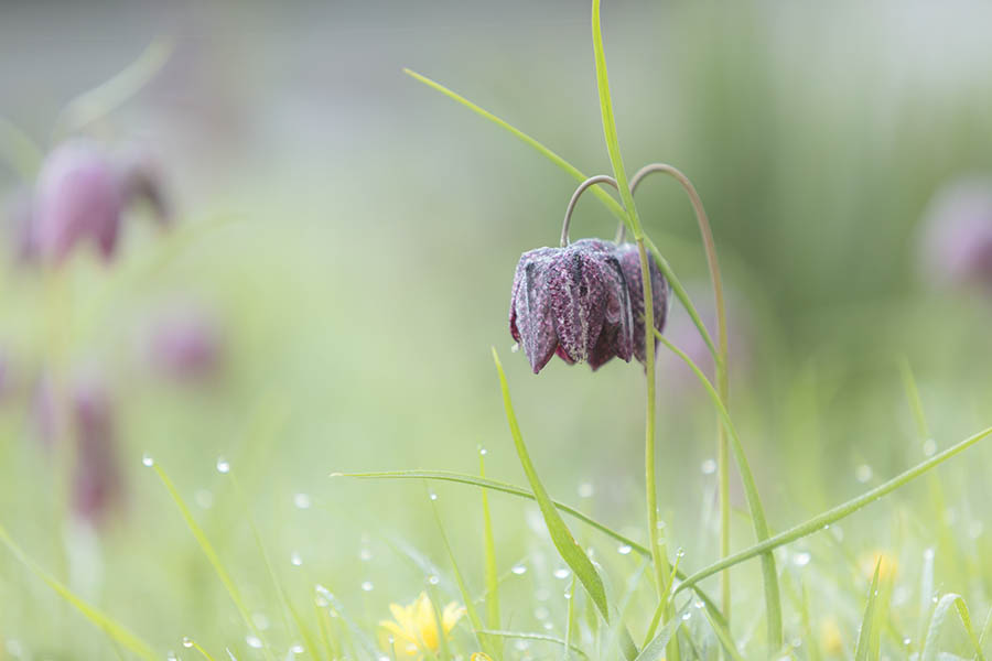 Snake's Head Fritillary