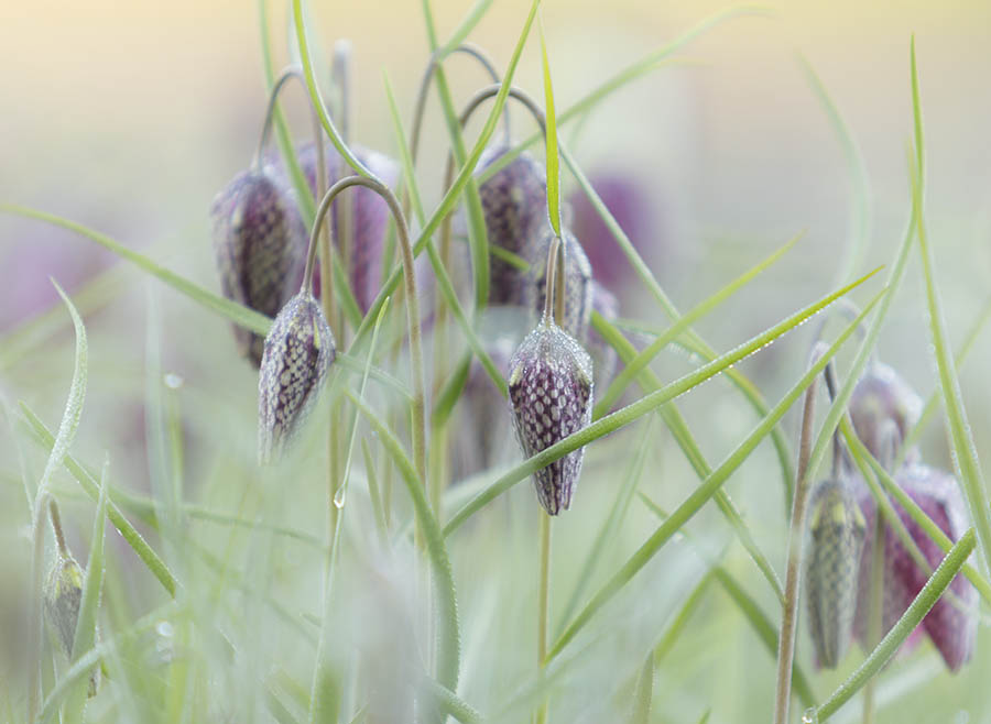 Snake's Head Fritillary II