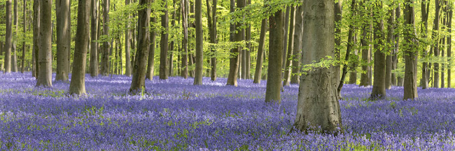 Micheldever Bluebells