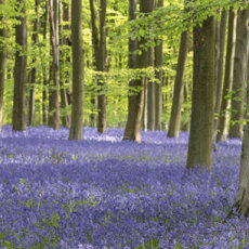 Micheldever Bluebells