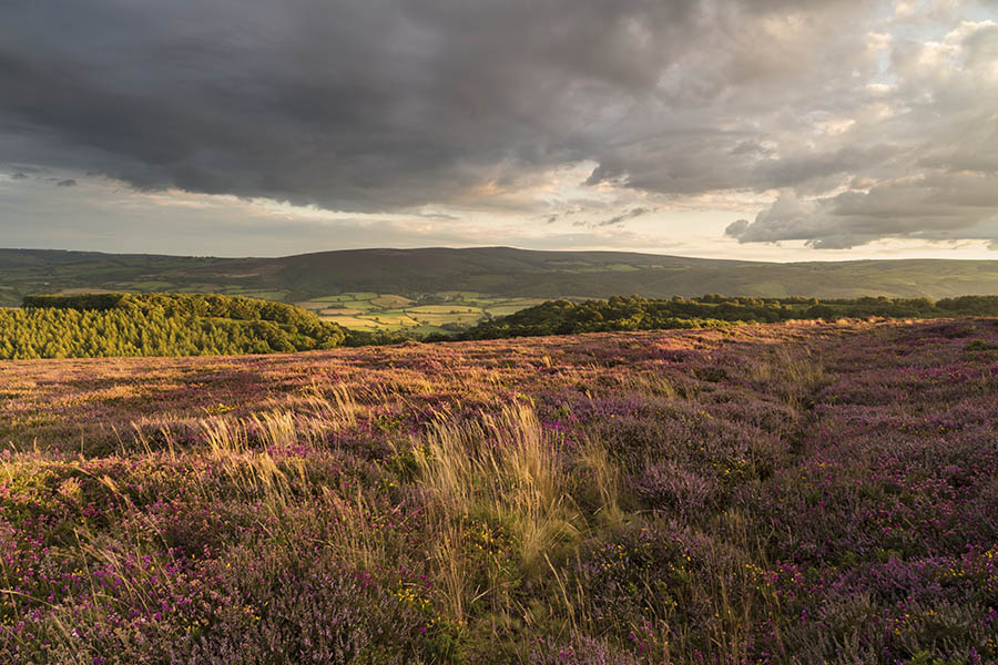 Heather On Bossinton Hill