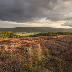 Heather On Bossinton Hill