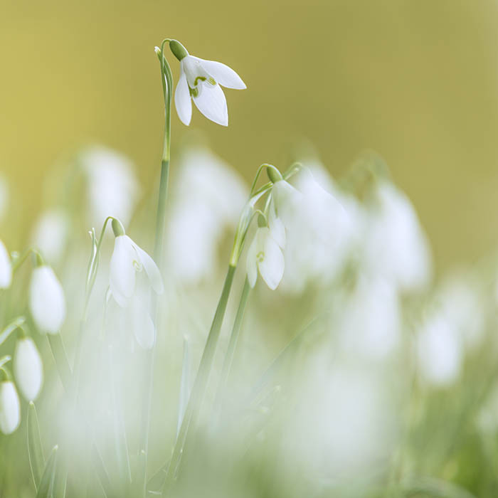 Snowdrops II