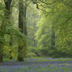 Blackbury Camp I
