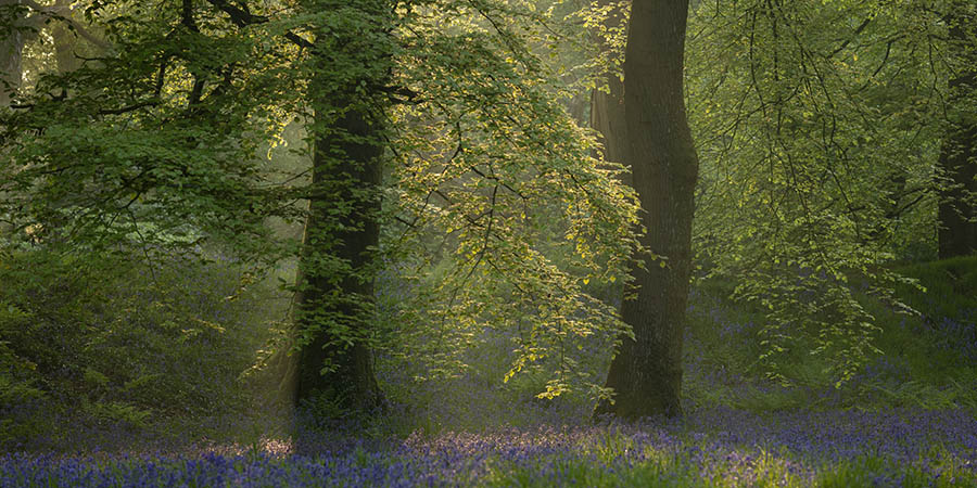 Blackbury Camp II