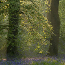 Blackbury Camp II