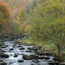 East Lyn River Autumn