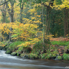 Autumn River Teign