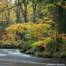 Drewston Wood Autumn