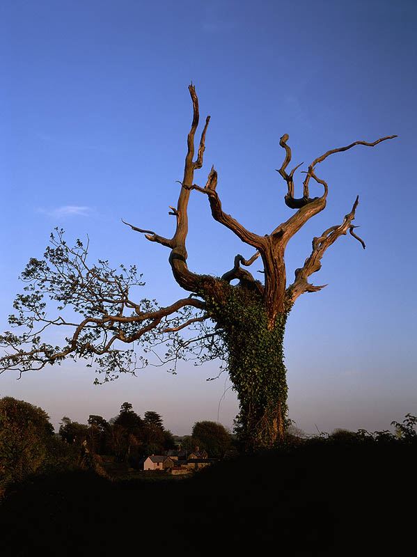 Aging Oak