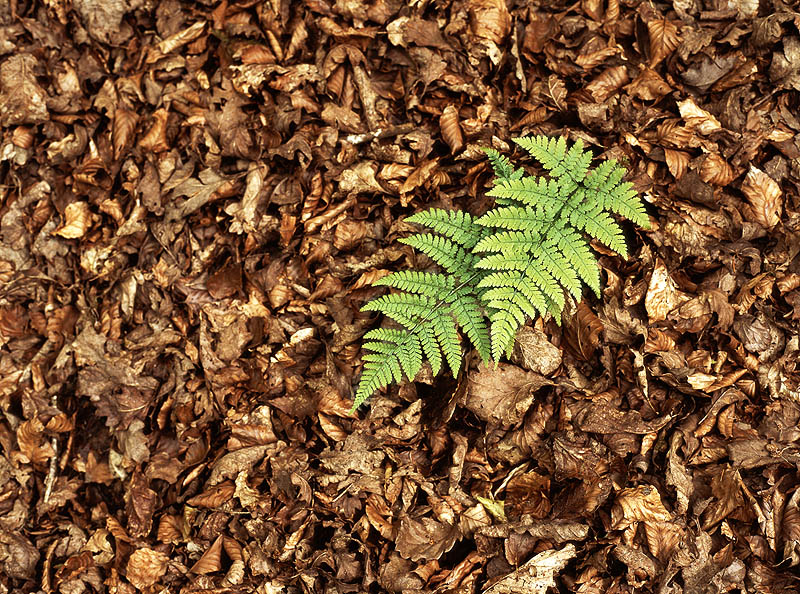 Autumn Leaves And Spring Growth