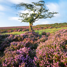 Breezy Porlock Common morning sunlight on a single hawthorn tree and flowering heather
