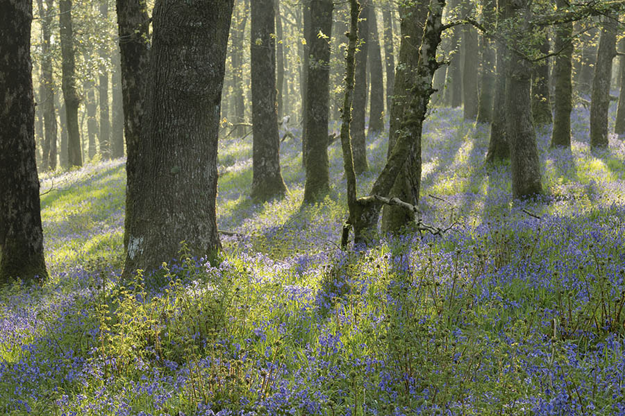 Burrow Wood. Exmoor.