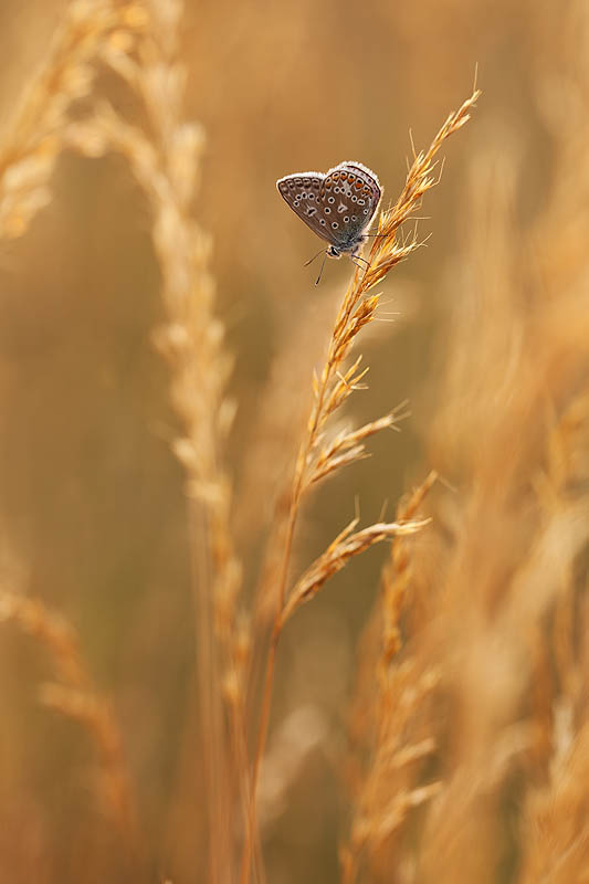 Female Common Blue