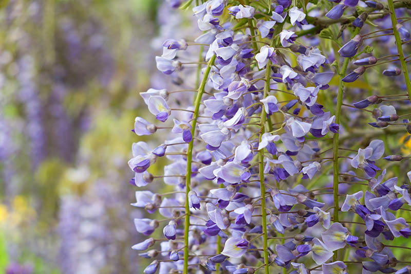 Wisteria Blossom