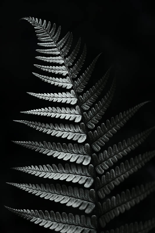 Fern
