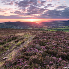 Dunkery Hill Sunrise. sunrise over open moorland with flowering heather