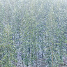 Flindrikin snow falling over conifer trees in winter