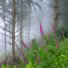 Foxgloves And Mist