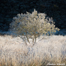 Frozen Willow