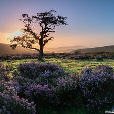 Hawkcombe Head Sunrise sunrise behind a lone tree among flowering heather in open moorland