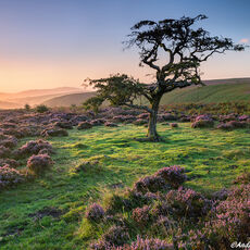 Heather At Hawkcombe Head early morning sunlight on flowering heather and open moorland