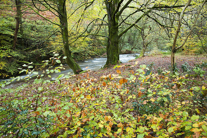 West Lyn Autumn