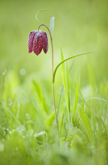 Snakes Head Fritillary